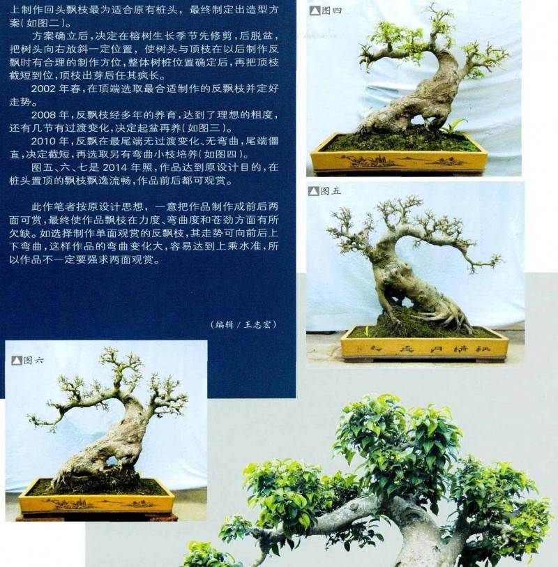 盆景回头飘造型的方法