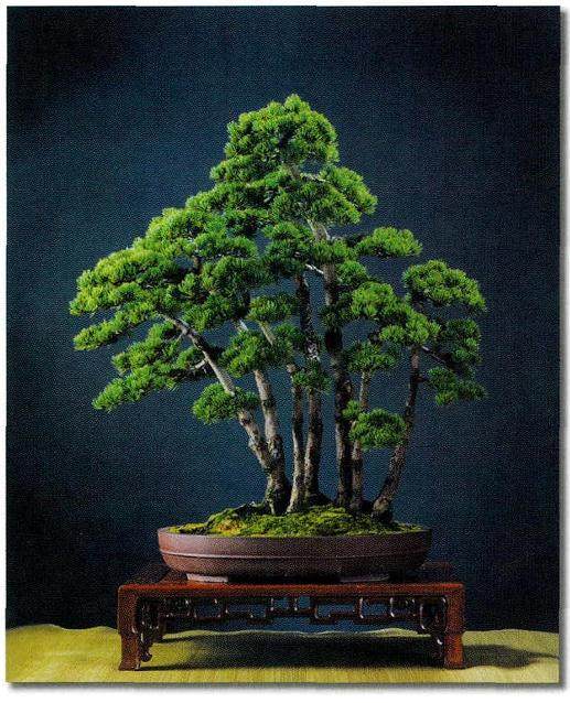 盛光荣先生的五针松盆景作品《松梢落月》