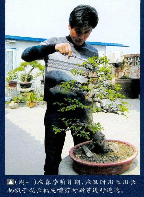 培育榆树盆景要注意6个事项