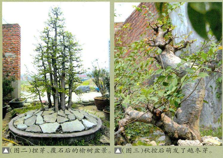 培育榆树盆景要注意6个事项