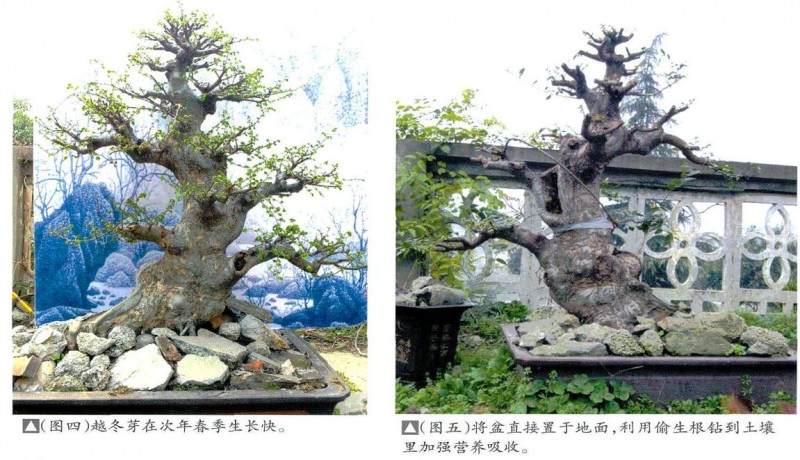 图解 怎么培育榆树盆景要生根5个方法