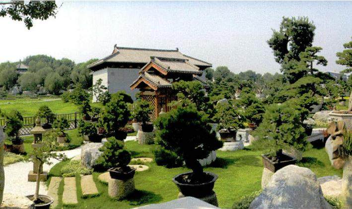 日本盆景大师吹田勇雄来中国唐苑做客