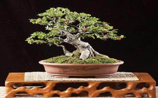 今年7月《花木盆景》刊登我的文章——《论向上式盆景》