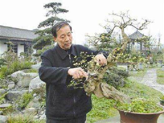 75岁的国家级盆景大师--胡世勋