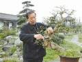 75岁的国家级盆景大师胡世勋