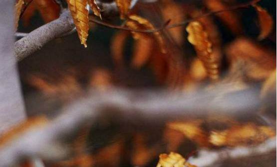 用5元钱的细铁丝打造超美盆景,你也能做到!