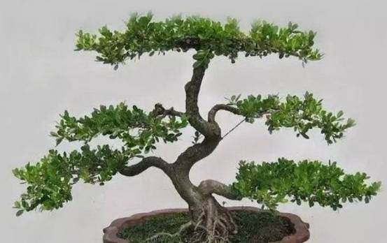 用5元钱的细铁丝打造超美盆景,你也能做到!