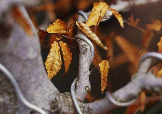 用5元钱的细铁丝打造超美盆景,你也能做到!