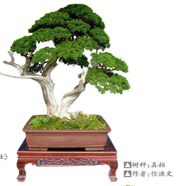 开封盆景邀请展于9月18日-10月7日在龙亭公园成功举行