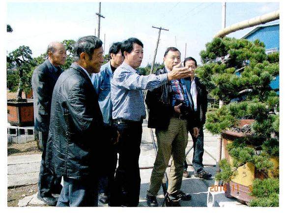 赵庆泉考察宁波北仑五针松盆景基地