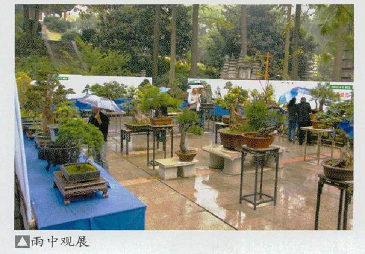 第十届武汉盆景展览会在解放公园成功举行