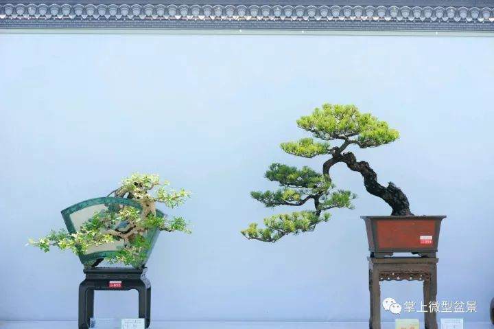 盆景花卉浇水特别需要注意的几点