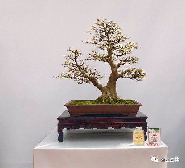 浙江盆景在中国精品盆景展上喜获佳绩