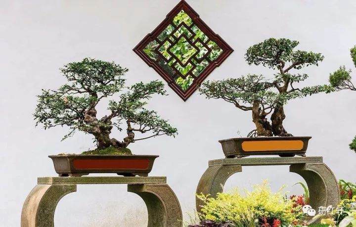 寻找失去的庭院 &mdash;&mdash; 谈盆景