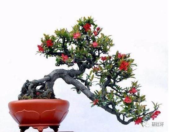 寻找失去的庭院 &mdash;&mdash; 谈盆景