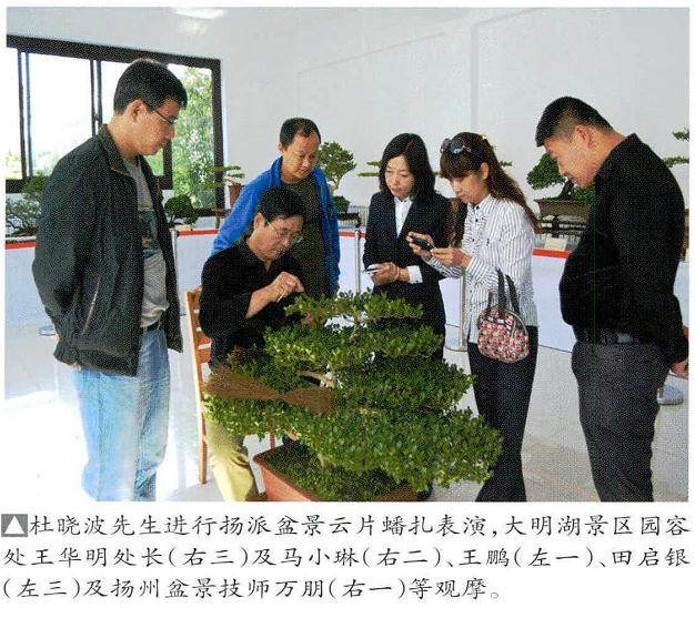 扬州盆景博物馆选送的数十盆极具南方特色的精品盆景