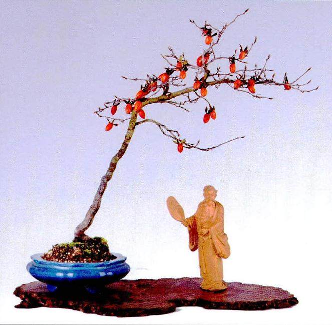 我来自盆景文化极其丰富的城市——福建莆田