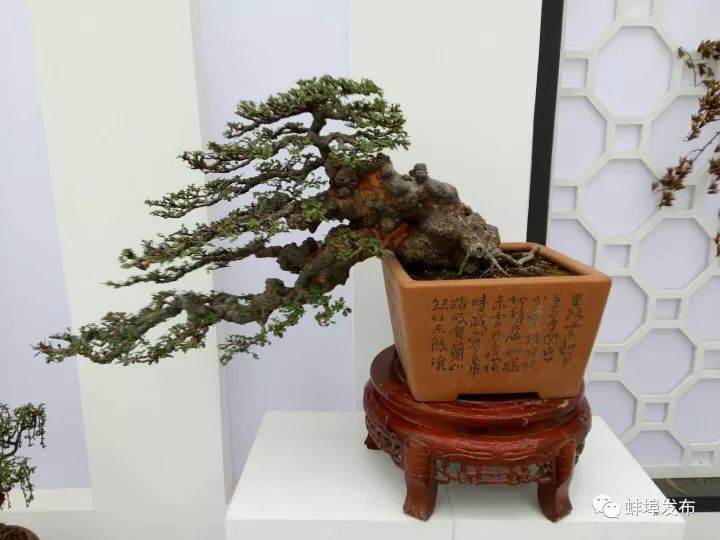 蚌埠这个盆景作品获国家级最高荣誉,也真好看呦!