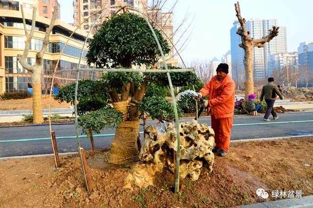 盆景土豪还数山东人民：街景绿化带全种的是盆景