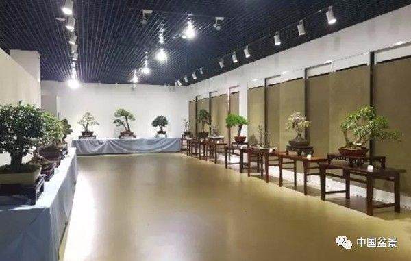 浙江义乌市第九届盆景艺术展在义乌市图书馆开幕