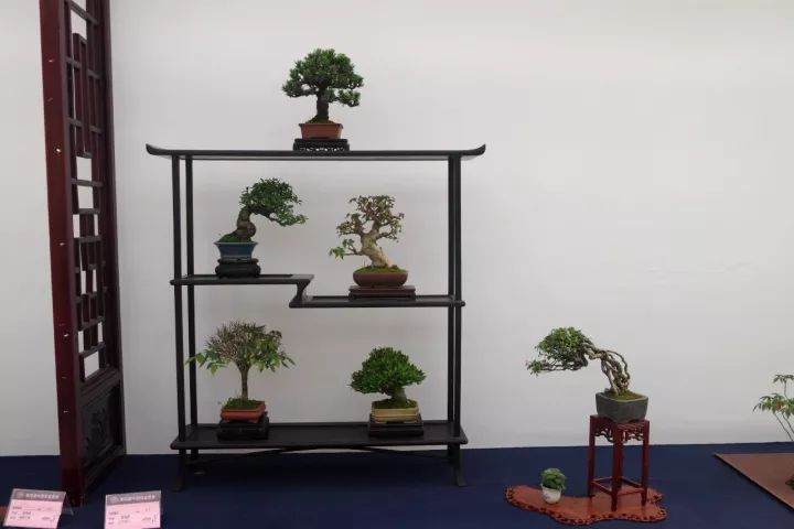 第四届中国风盆景展纪实