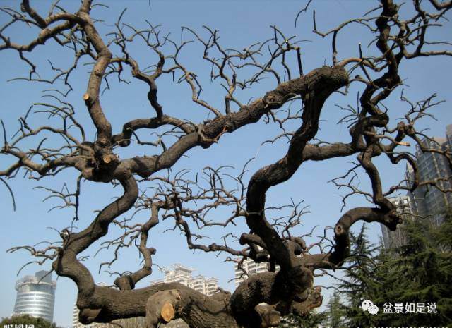 作为一个盆景人不得不重视的几件事!