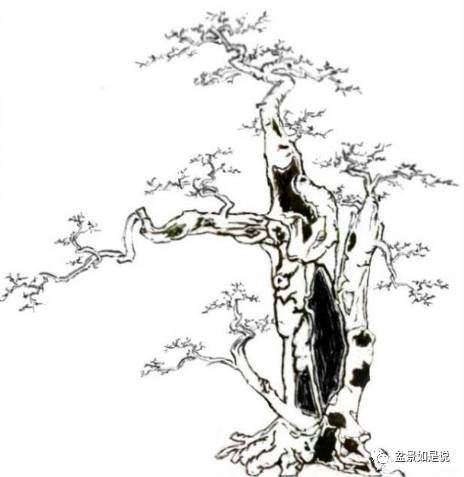 作为一个盆景人不得不重视的几件事!