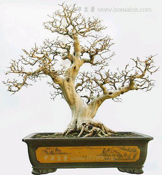 盆景达人前来传授居民们如何种植千里香