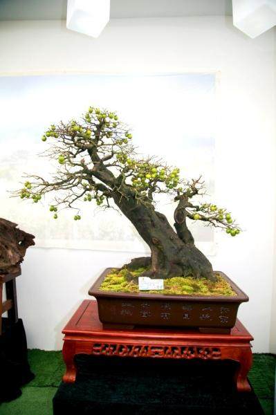 第九届中国花卉博览会在银川花博园举行