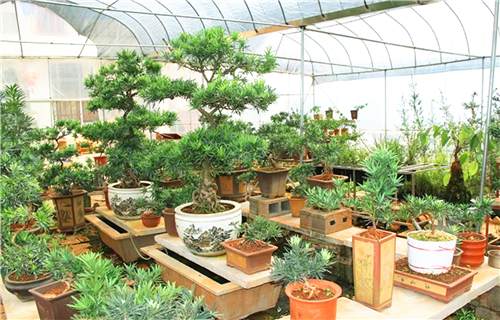 罗汉松盆景书画作品展于10月18日在昆明开展