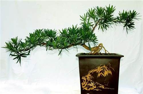 罗汉松盆景书画作品展于10月18日在昆明开展