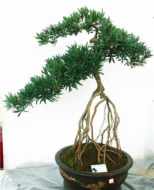 罗汉松盆景书画作品展于10月18日在昆明开展