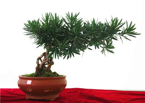 罗汉松盆景书画作品展于10月18日在昆明开展