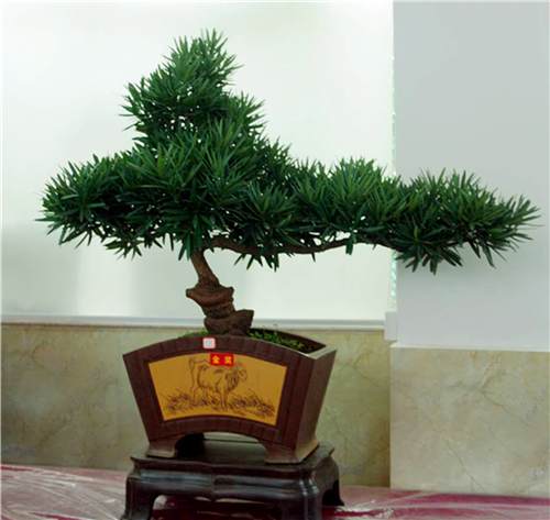 罗汉松盆景书画作品展于10月18日在昆明开展