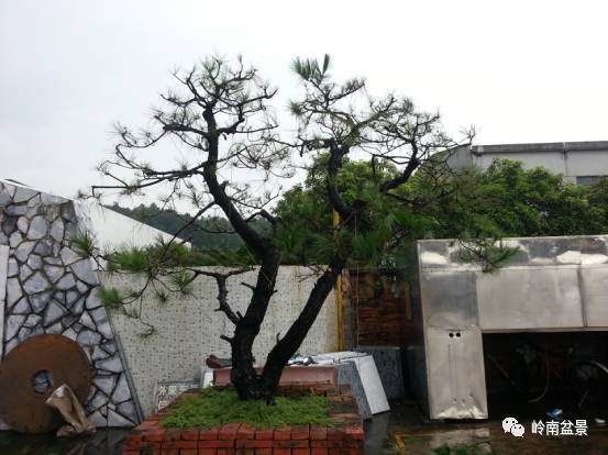 图解 山松盆景移栽和管理中的点滴体会