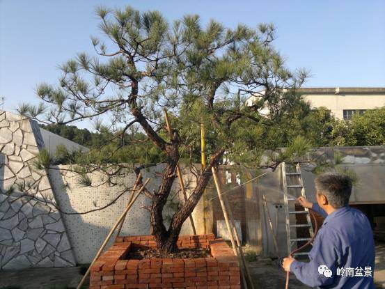 图解 山松盆景移栽和管理中的点滴体会