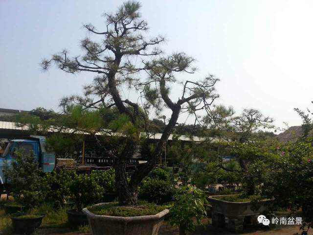 图解 山松盆景移栽和管理中的点滴体会