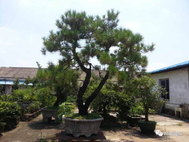 图解 山松盆景移栽和管理中的点滴体会