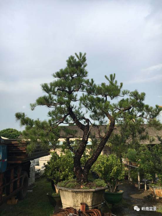 图解 山松盆景移栽和管理中的点滴体会