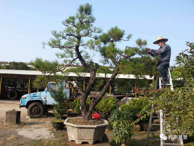 图解 山松盆景移栽和管理中的点滴体会