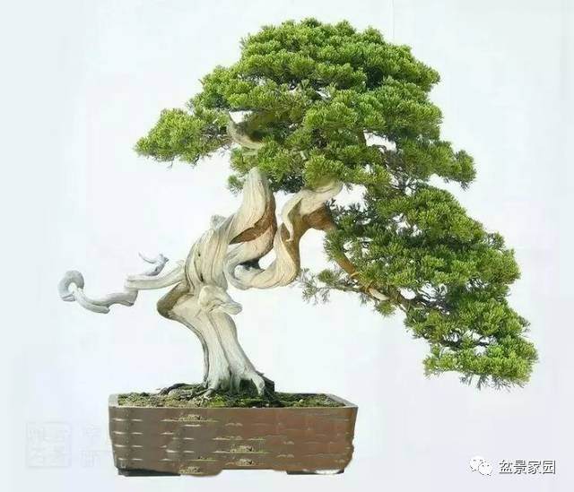 盆景懒人浇水管理办法,经常出差人的福利哦