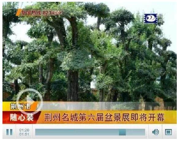 荆州园林管理局主办的荆州名城第六届盆景展