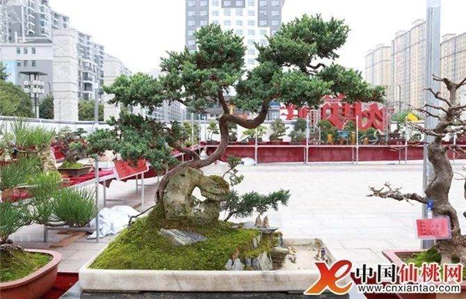 仙桃市举行第六届“园林杯”盆景展