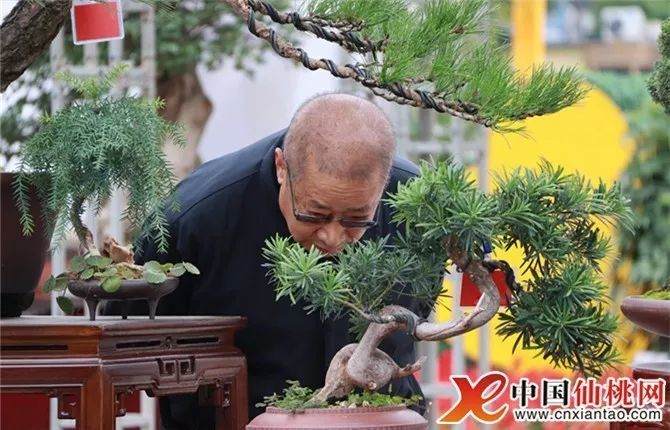 仙桃市举行第六届“园林杯”盆景展