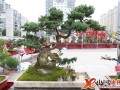 仙桃市举行第六届园林杯盆景展