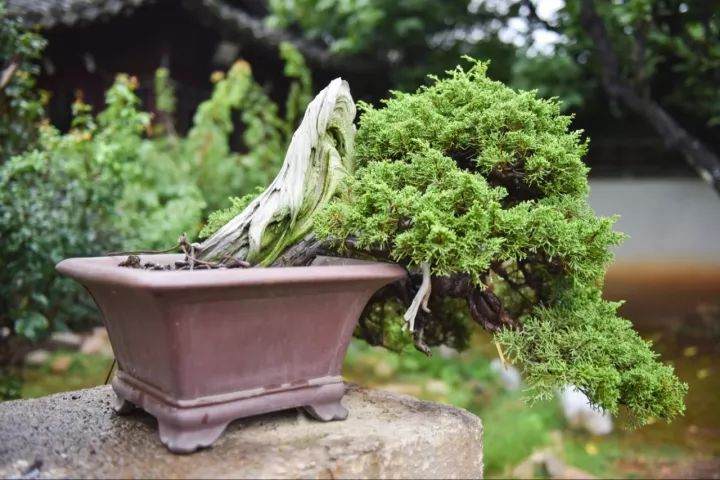 喜欢盆景的年轻人少 喜欢盆景的年轻女性就更少了