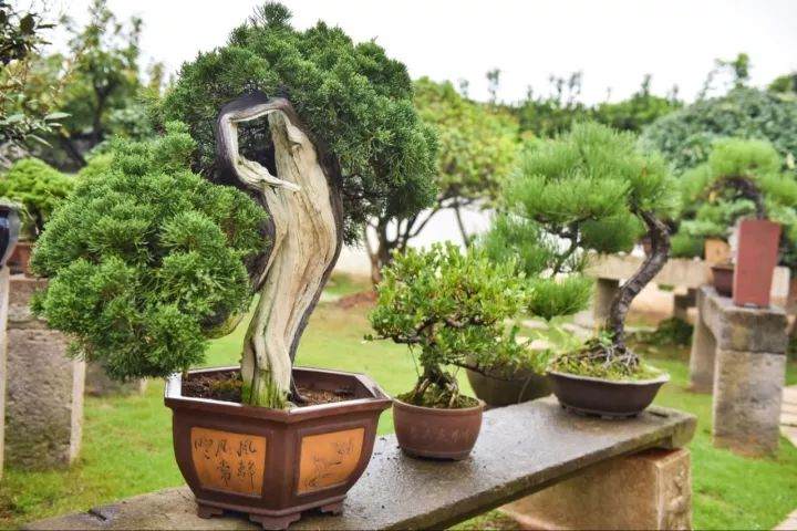 喜欢盆景的年轻人少 喜欢盆景的年轻女性就更少了