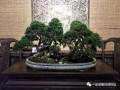 祝贺一品堂博物馆首届盆景艺术展圆满闭幕