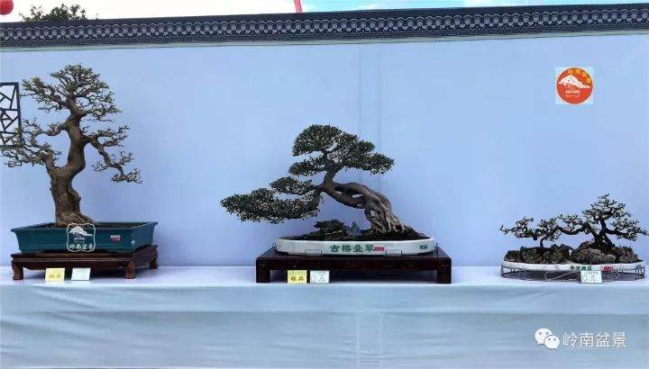 岭南盆景的传承与创新