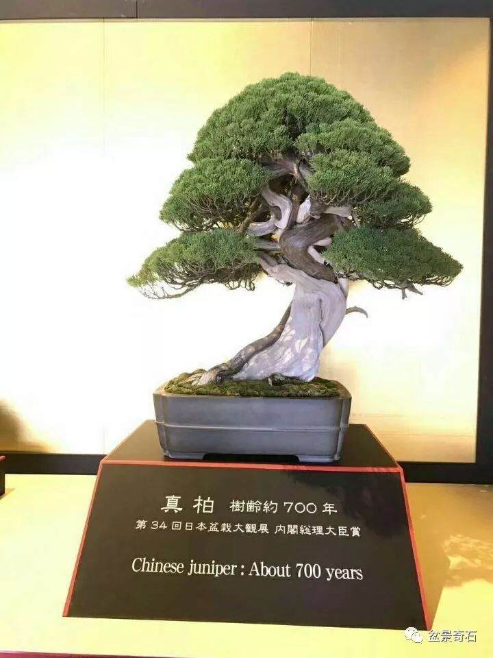 树木盆景造型的最好时间